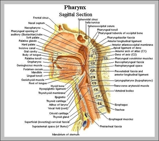 Anatomy Of The Throat Image