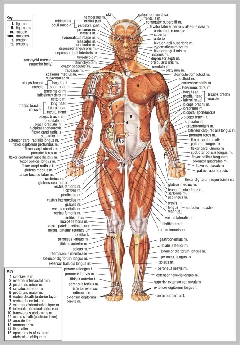 Anatomy Pictures Of The Human Body Image