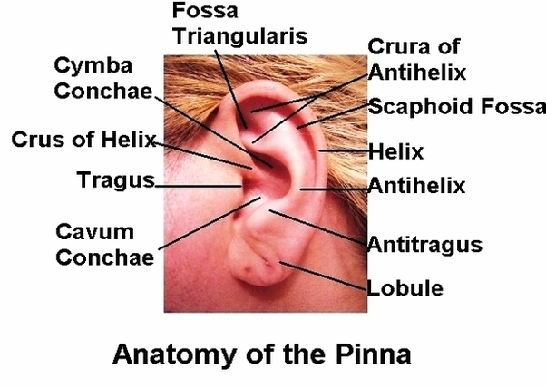 Anatomy Pinna Jp Image