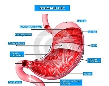Anatomy Stomach Cut Section Image