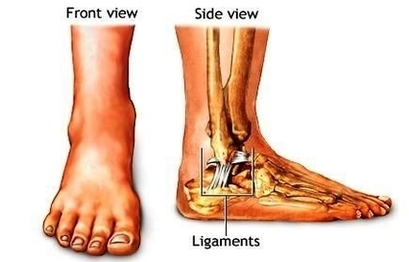 Ankle Anatomy1 Image