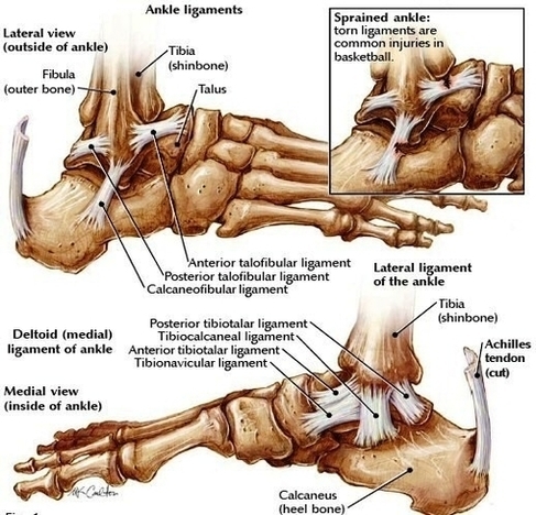 Ankle Joint Anatomy On Healthfavo Image