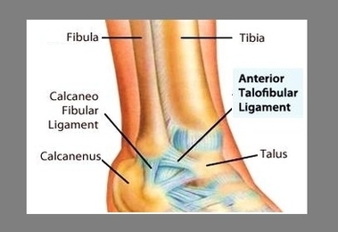 Ankle Ligaments Image