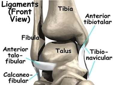 Ankle Sprain Anat Image