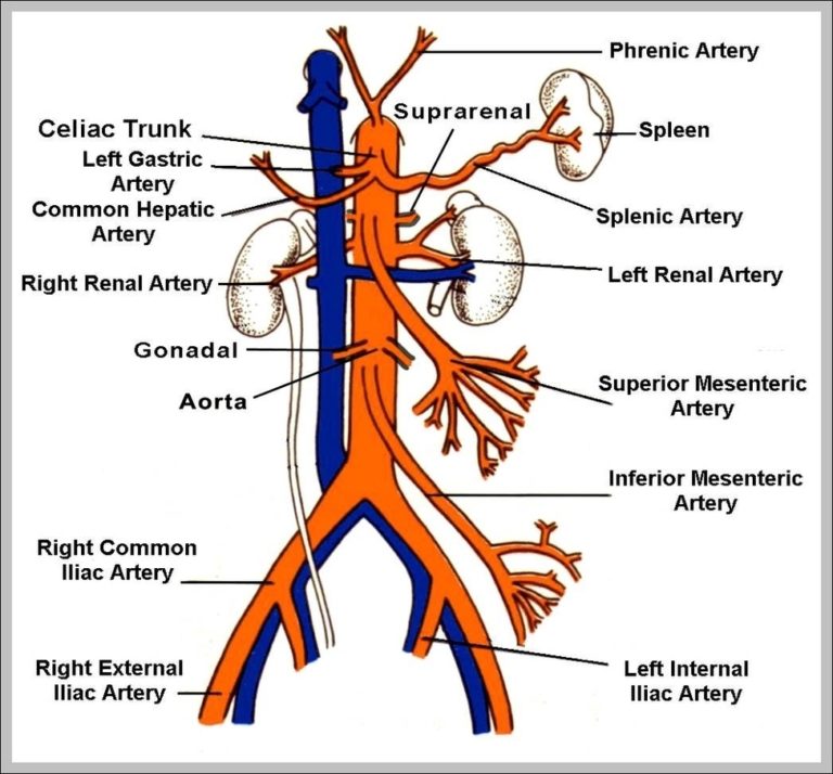 Aortic Arch Branches Image - Graph Diagram