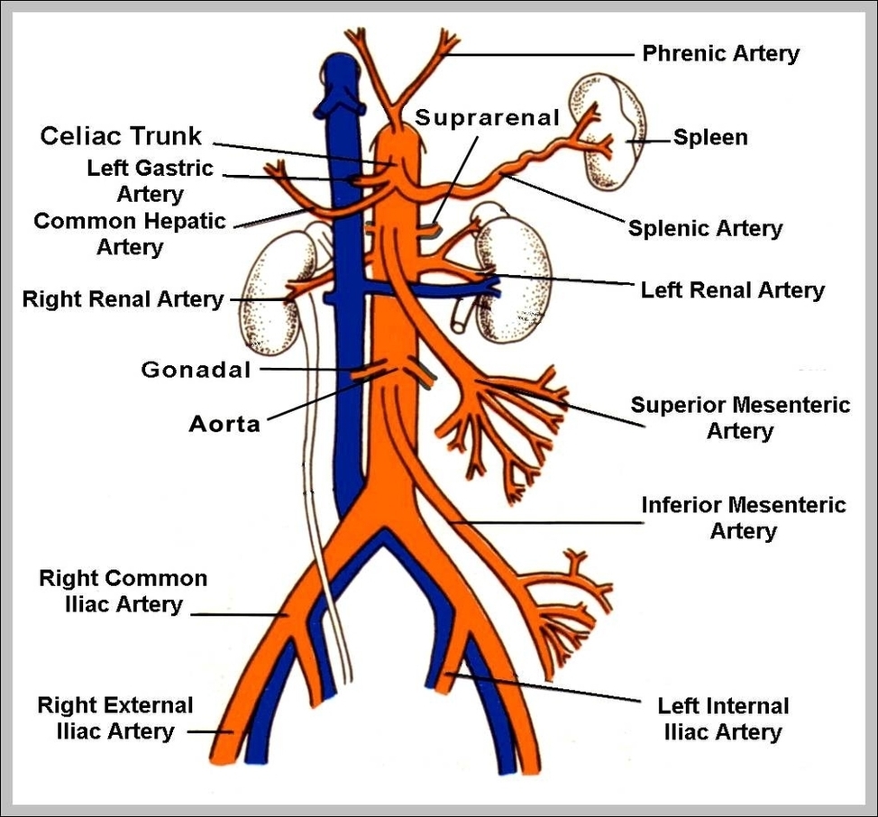 Aortic Arch Branches Image