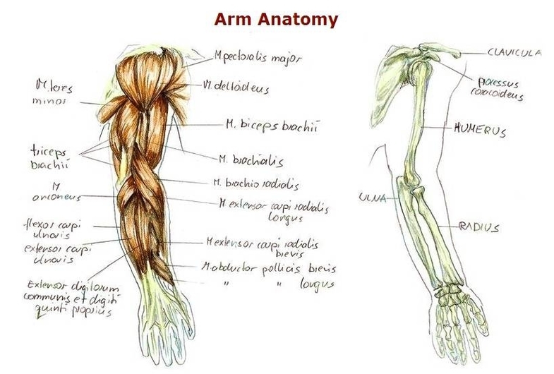 Arm Anatomy Image
