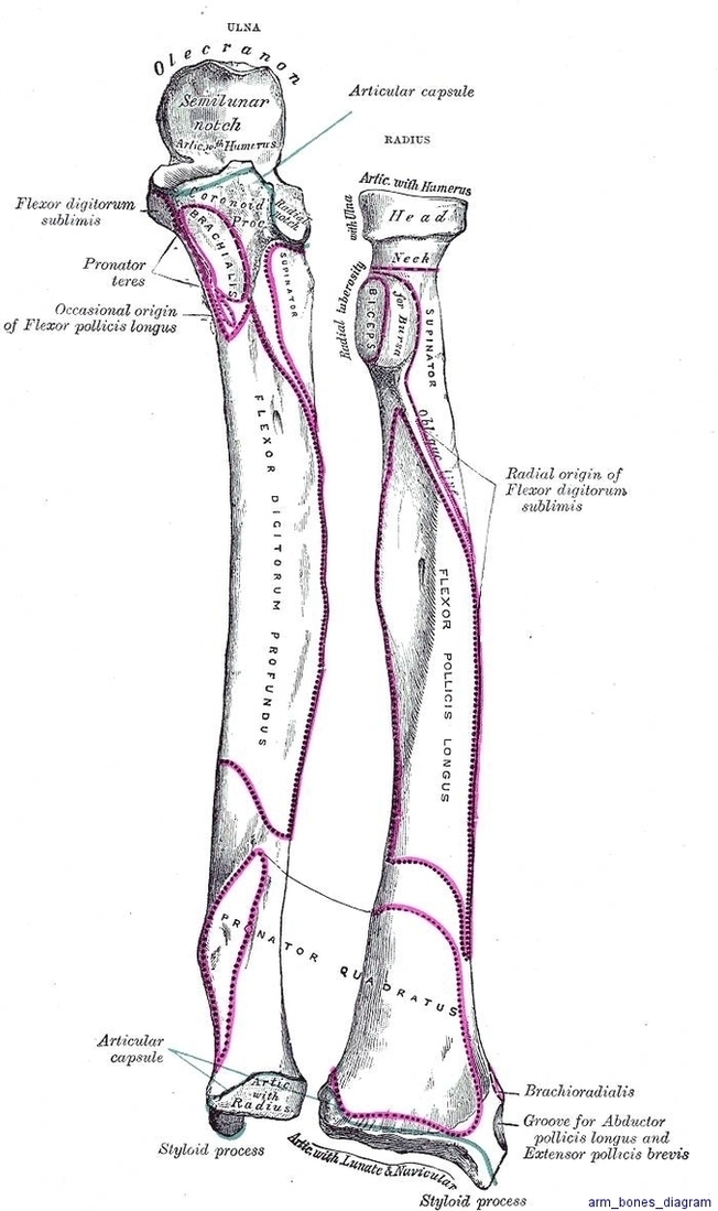 Arm Bones Diagram Image