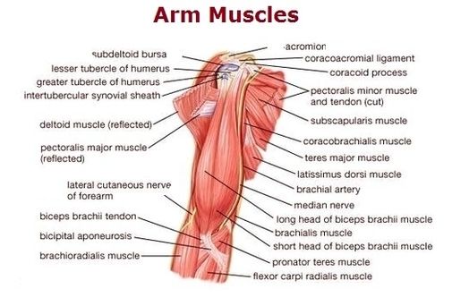 Arm Muscles Image