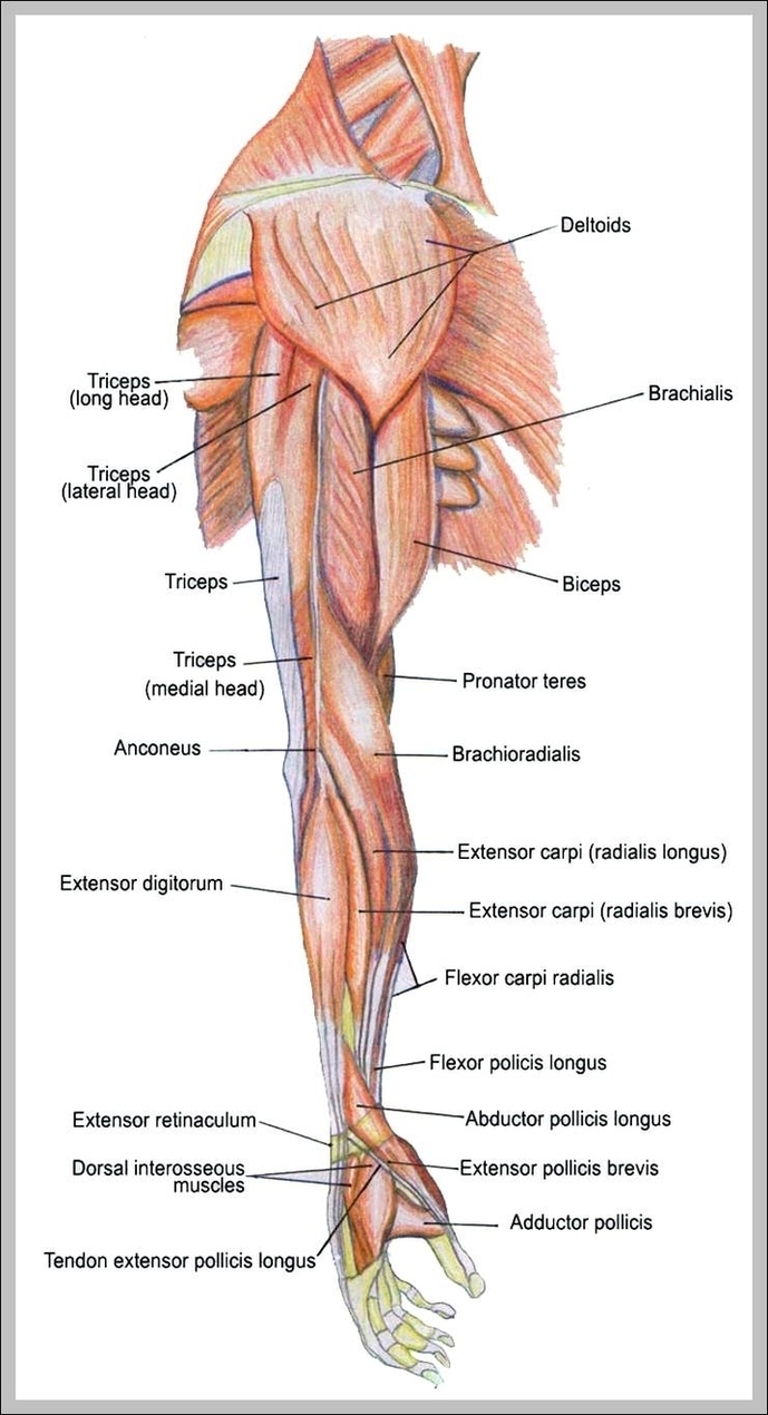 Arms Muscles Image