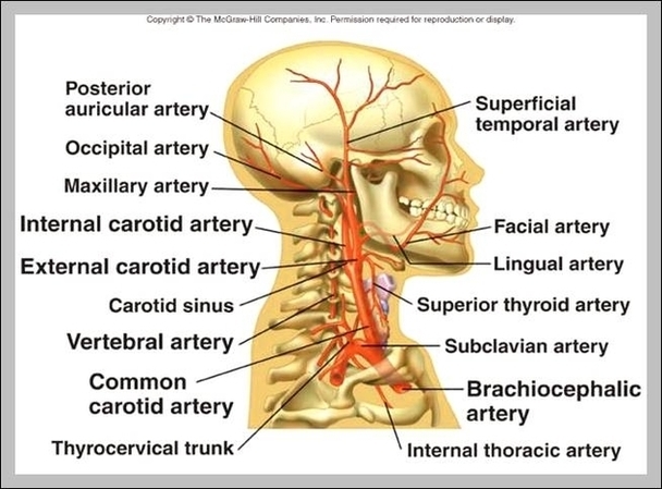 Arteries Of The Neck And Head Image