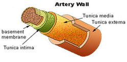 Artery Diagram Image