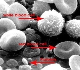 Artificial Blood Image