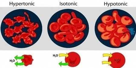 Asmotic Pressure On Blood Cells Diagram Image