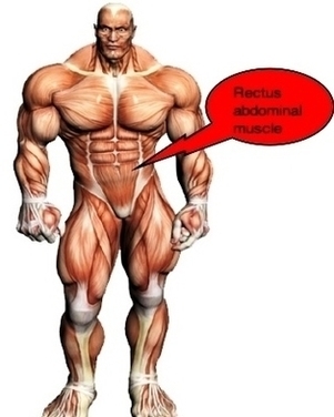 Atlas Tone Abdominal Muscles Image