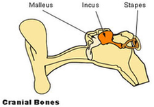 Auditory Ossicles Diagram Image