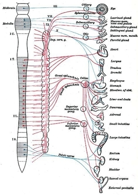 Autonomic Nervous System Image