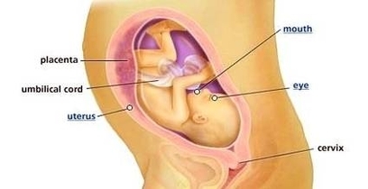 Baby Diagram Image