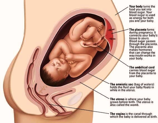Baby Inside Image