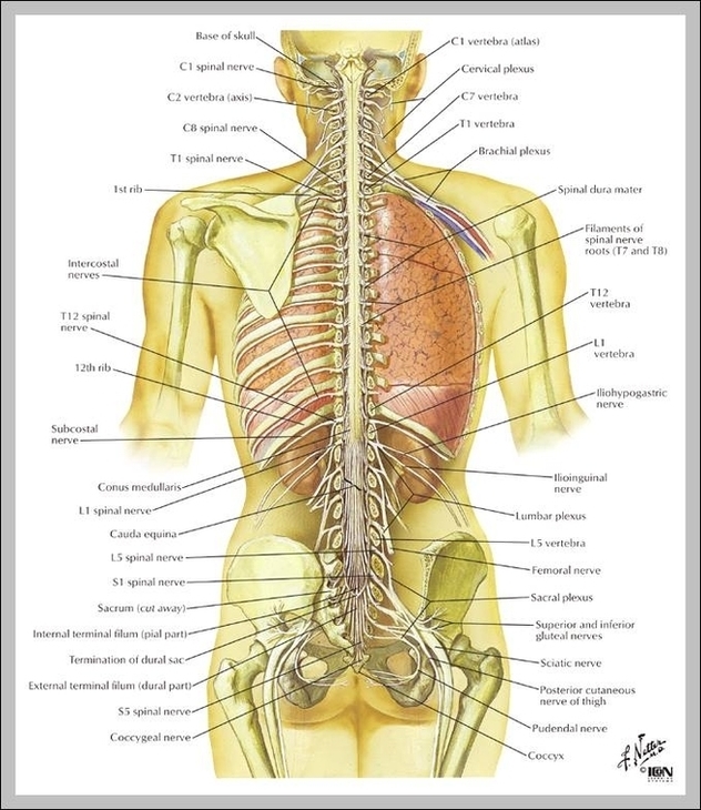 anatomy of back