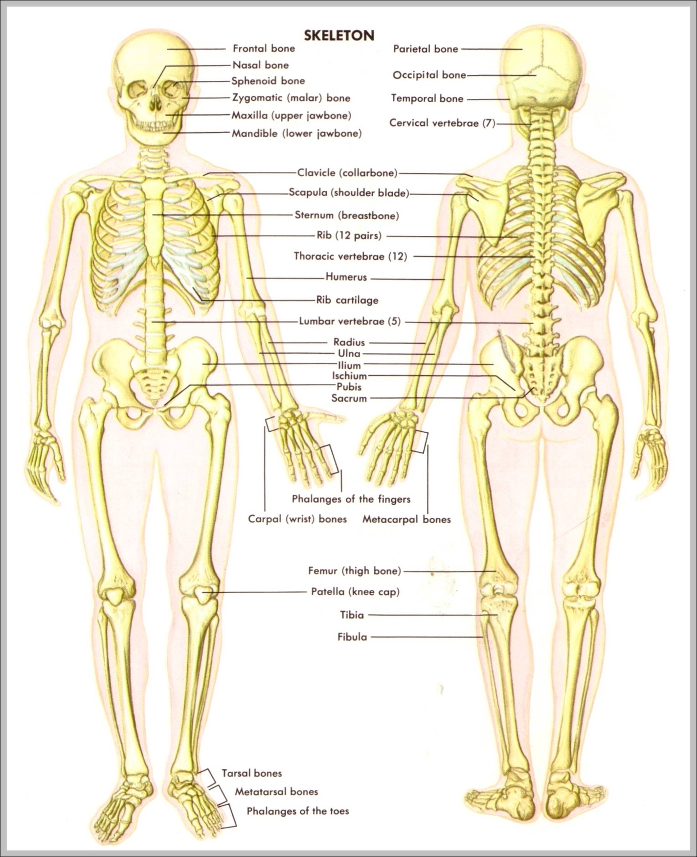 Back Skeletal Anatomy Image