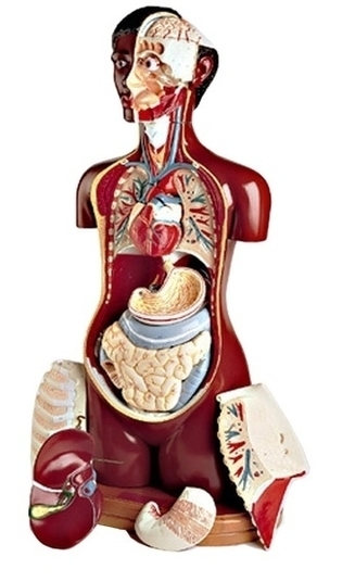Black Torso Human Anatomy Model Image