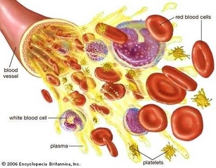 Blood Cell Diagram Image