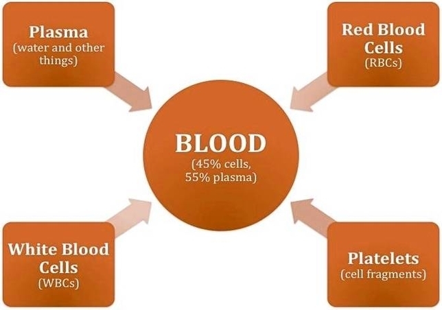 Blood Composition Diagram Image