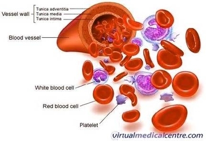 Blood Diagram Image