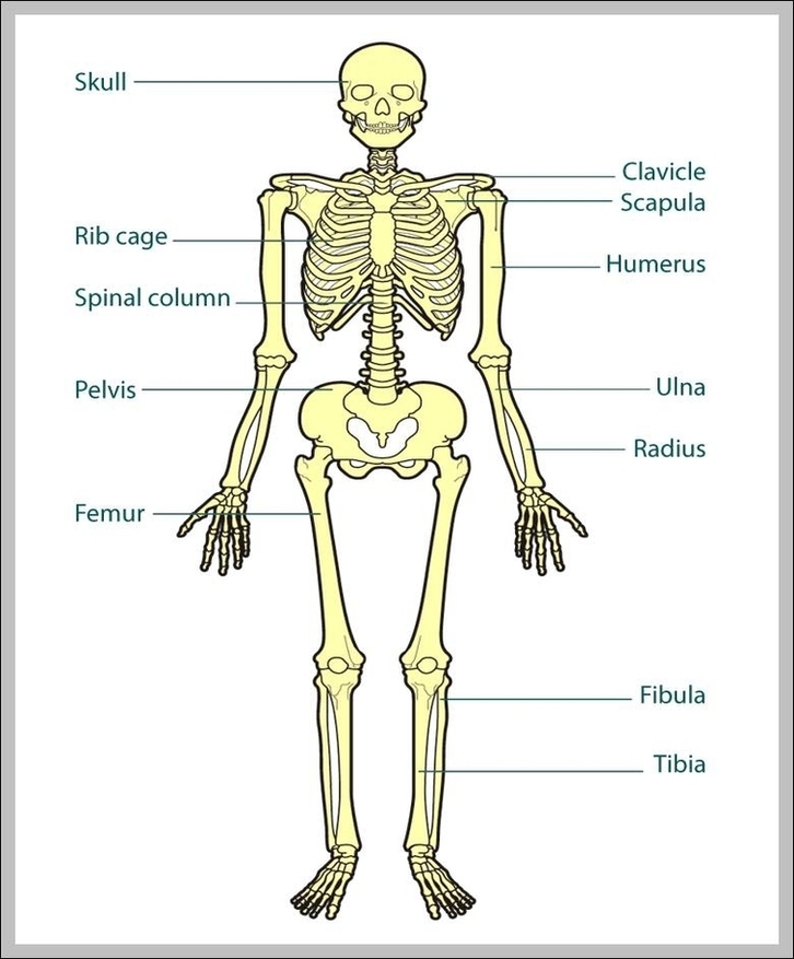Body Bones Diagram Image