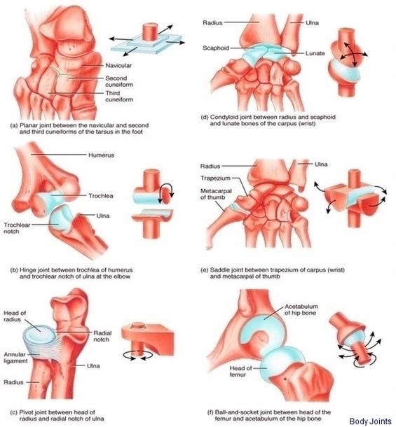 Body Joints1 Image