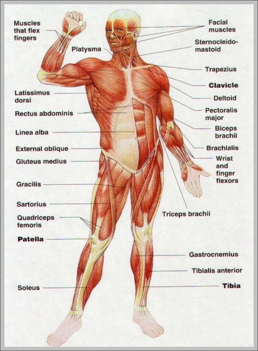Body Muscles Diagram Image