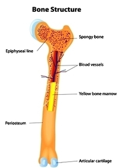 Bone Anatomy Scheme Vector Image