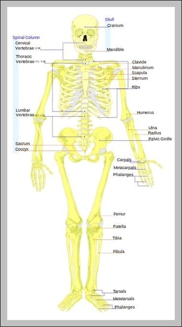 Bones In Buttocks Image