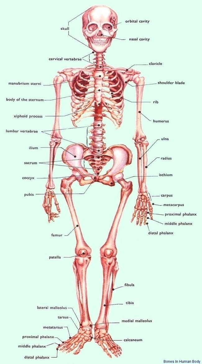 Bones In Human Body Image