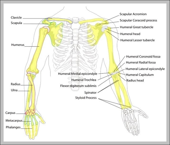 Bones Of The Human Body Image