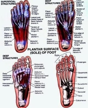 Bottom View Of Foot Bones Image