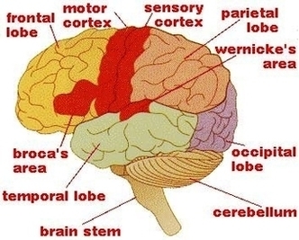 Brain Anatomy And Function Image