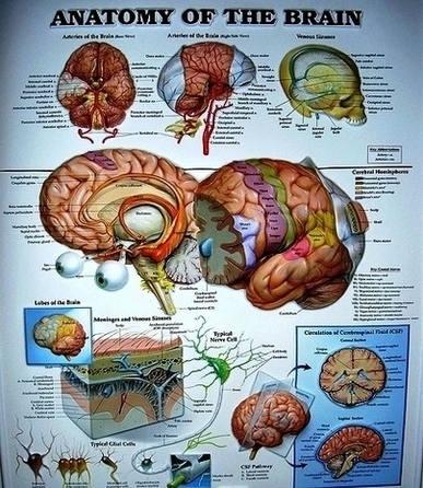 Brain Anatomy Image