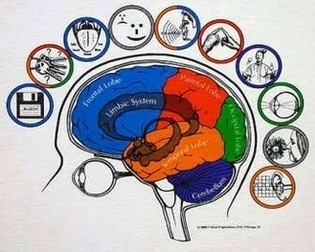 Brain Anatomy Shirt Large Image