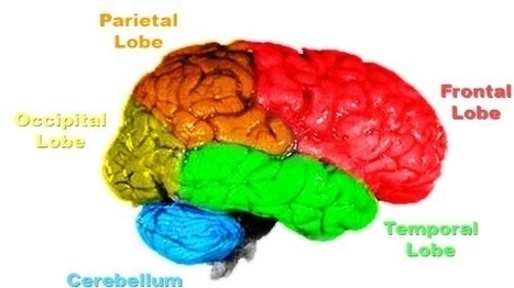 Brain Lobes Color Image
