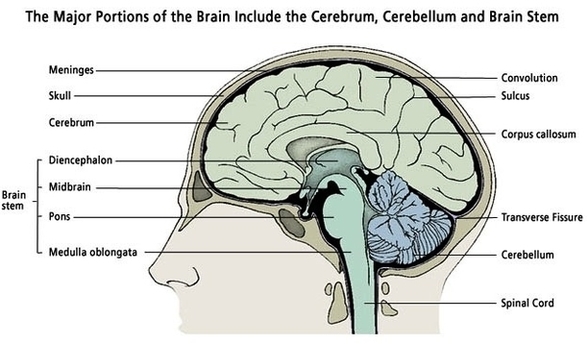 Brain Portions Illus Image