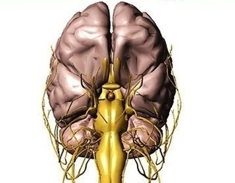 Branial Nerves Brain Image