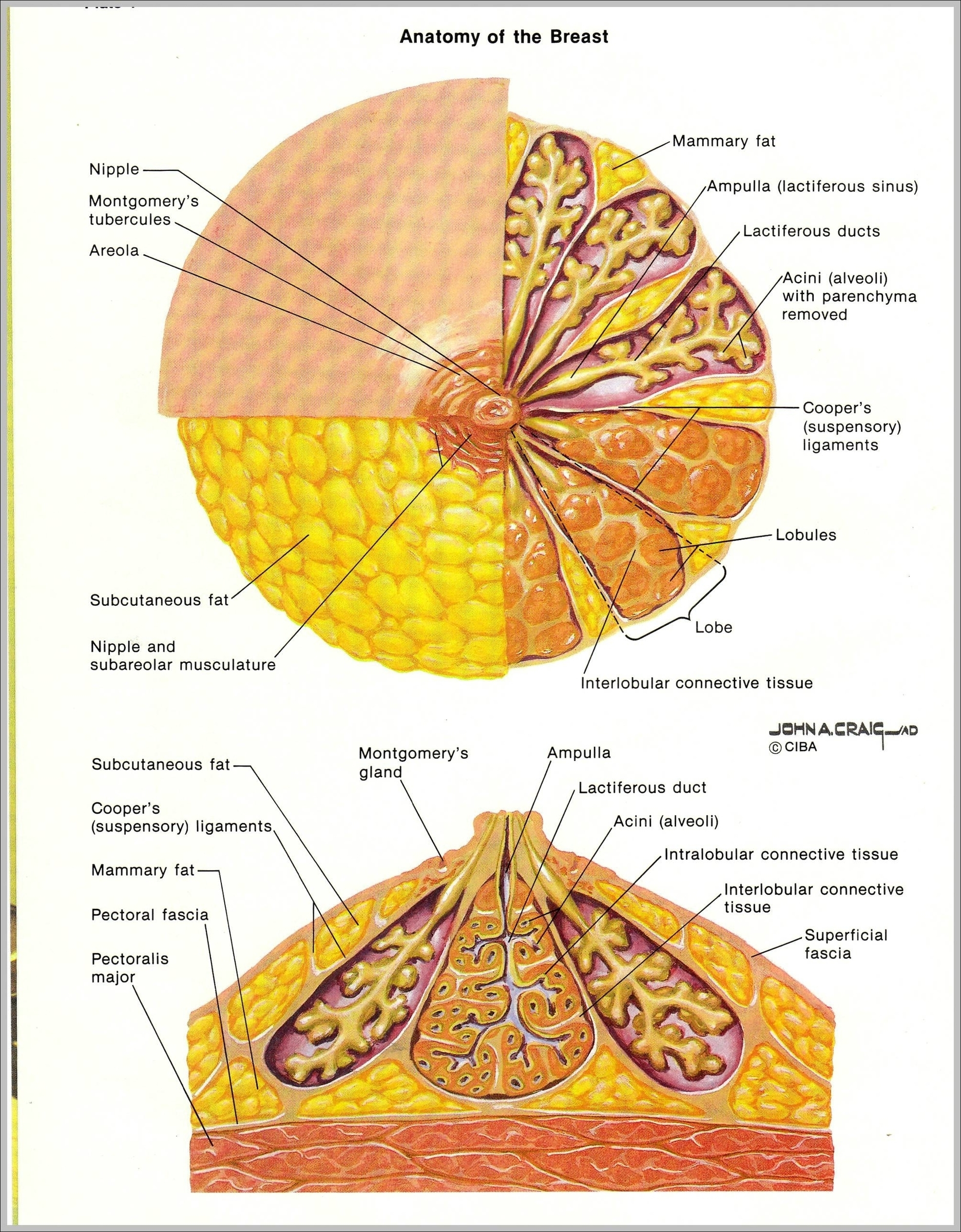 Breast Anatomy Pictures Image