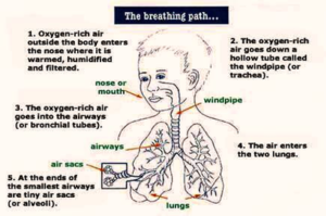 Breathing Anatomy Image - Graph Diagram