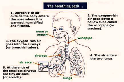 Breathing Anatomy Image