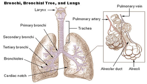 Bronchi Lungs Diagram Image