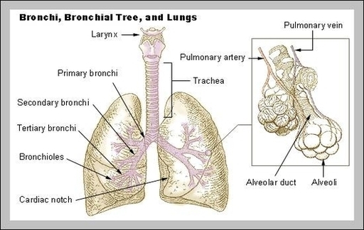 Bronchus Image