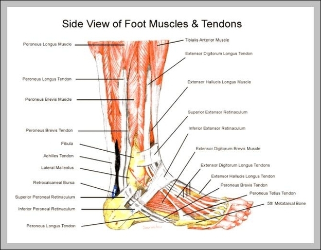 Calf Muscle Diagram Image