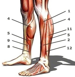 Calf Muscles Side View Image